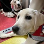 Gladys Lee Instagram - Ula上學🎒 工作犬從小接受各式訓練，關鍵目標是讓導盲犬完全融入真實社會，大眾交通工具就是重要練習場域，穿上辨識度極高的 #導盲犬訓練中 #紅背心，出發！ 唉，媽媽我第一次牽著狗狗搭捷運，手忙腳亂忙著鼓勵寶寶勇敢搭手扶梯，還得注意腳趾或尾巴別被夾到，幸好台北捷運好友善，進出站的時候，幾乎每一位站務員都特別走出來點頭示意問好+注目禮（有刷卡上班的感覺？！）乘客素質好高，除了 #不餵食 #不干擾 #不拒絕 之外，發現狗狗尾巴露出來，還默默幫忙Ula收尾巴，避免被其他乘客踩到，帶孩子的家長看到，還機會教育小孩不要打擾狗狗🥹 上學當天一起訓練的是Ula同胎姐妹Unique，兩個月沒見的寶寶在一起很歡樂，但上課完全不能互相干擾，真的是紀律從小養成🦮 #導盲犬寄養家庭 #故事分享 #拉布拉多幼犬 #工作犬 #導盲犬 #下課回家睡翻天
