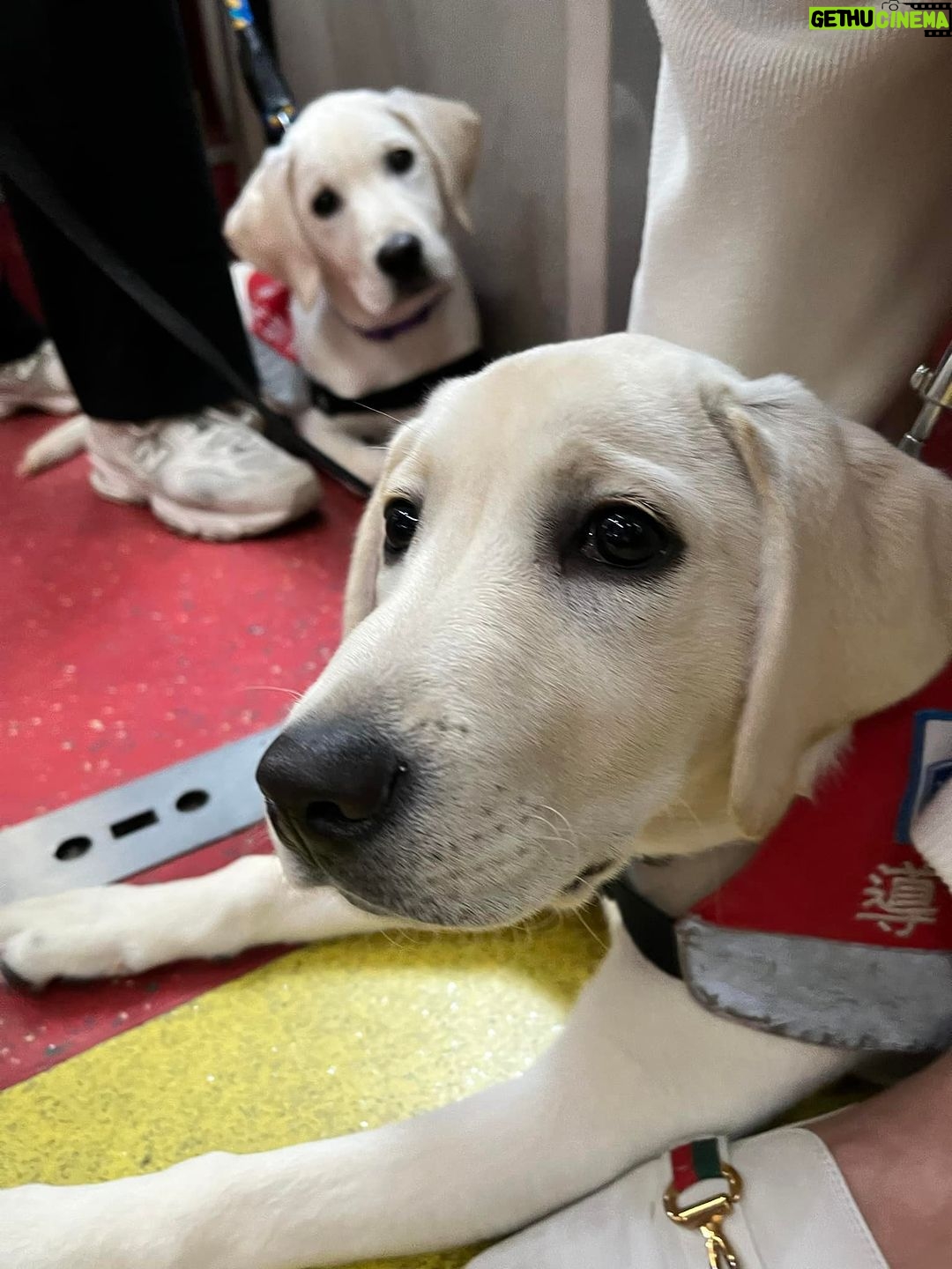 Gladys Lee Instagram - Ula上學🎒 工作犬從小接受各式訓練,關鍵目標是讓導盲犬完全融入真實社會,大眾交通工具就是重要練習場域,穿上辨識度極高的 #導盲犬訓練中 #紅背心,出發! 唉,媽媽我第一次牽著狗狗搭捷運,手忙腳亂忙著鼓勵寶寶勇敢搭手扶梯,還得注意腳趾或尾巴別被夾到,幸好台北捷運好友善,進出站的時候,幾乎每一位站務員都特別走出來點頭示意問好+注目禮(有刷卡上班的感覺?!)乘客素質好高,除了 #不餵食 #不干擾 #不拒絕 之外,發現狗狗尾巴露出來,還默默幫忙Ula收尾巴,避免被其他乘客踩到,帶孩子的家長看到,還機會教育小孩不要打擾狗狗🥹 上學當天一起訓練的是Ula同胎姐妹Unique,兩個月沒見的寶寶在一起很歡樂,但上課完全不能互相干擾,真的是紀律從小養成🦮 #導盲犬寄養家庭 #故事分享 #拉布拉多幼犬 #工作犬 #導盲犬 #下課回家睡翻天
