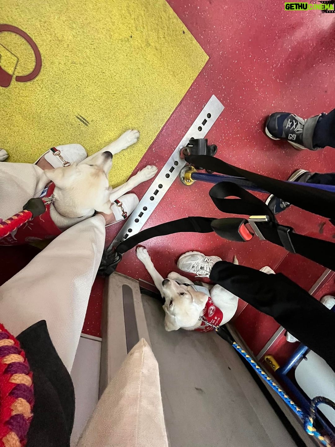 Gladys Lee Instagram - Ula上學🎒 工作犬從小接受各式訓練,關鍵目標是讓導盲犬完全融入真實社會,大眾交通工具就是重要練習場域,穿上辨識度極高的 #導盲犬訓練中 #紅背心,出發! 唉,媽媽我第一次牽著狗狗搭捷運,手忙腳亂忙著鼓勵寶寶勇敢搭手扶梯,還得注意腳趾或尾巴別被夾到,幸好台北捷運好友善,進出站的時候,幾乎每一位站務員都特別走出來點頭示意問好+注目禮(有刷卡上班的感覺?!)乘客素質好高,除了 #不餵食 #不干擾 #不拒絕 之外,發現狗狗尾巴露出來,還默默幫忙Ula收尾巴,避免被其他乘客踩到,帶孩子的家長看到,還機會教育小孩不要打擾狗狗🥹 上學當天一起訓練的是Ula同胎姐妹Unique,兩個月沒見的寶寶在一起很歡樂,但上課完全不能互相干擾,真的是紀律從小養成🦮 #導盲犬寄養家庭 #故事分享 #拉布拉多幼犬 #工作犬 #導盲犬 #下課回家睡翻天