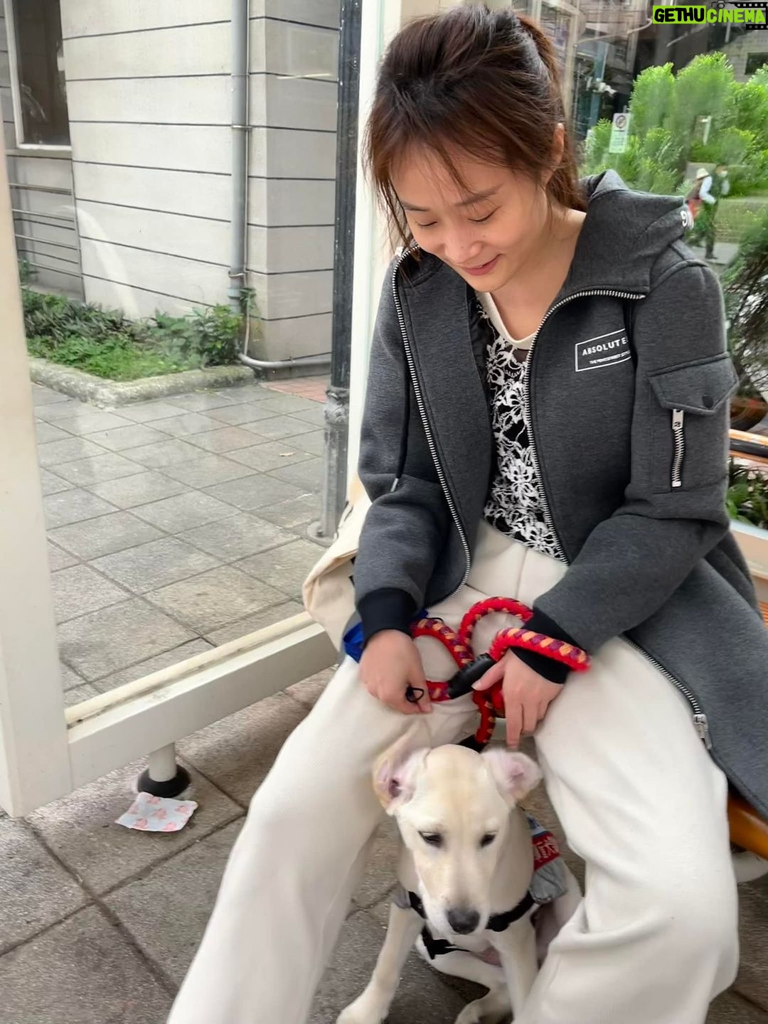 Gladys Lee Instagram - Ula上學🎒 工作犬從小接受各式訓練,關鍵目標是讓導盲犬完全融入真實社會,大眾交通工具就是重要練習場域,穿上辨識度極高的 #導盲犬訓練中 #紅背心,出發! 唉,媽媽我第一次牽著狗狗搭捷運,手忙腳亂忙著鼓勵寶寶勇敢搭手扶梯,還得注意腳趾或尾巴別被夾到,幸好台北捷運好友善,進出站的時候,幾乎每一位站務員都特別走出來點頭示意問好+注目禮(有刷卡上班的感覺?!)乘客素質好高,除了 #不餵食 #不干擾 #不拒絕 之外,發現狗狗尾巴露出來,還默默幫忙Ula收尾巴,避免被其他乘客踩到,帶孩子的家長看到,還機會教育小孩不要打擾狗狗🥹 上學當天一起訓練的是Ula同胎姐妹Unique,兩個月沒見的寶寶在一起很歡樂,但上課完全不能互相干擾,真的是紀律從小養成🦮 #導盲犬寄養家庭 #故事分享 #拉布拉多幼犬 #工作犬 #導盲犬 #下課回家睡翻天