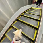 Gladys Lee Instagram - Ula上學🎒 工作犬從小接受各式訓練，關鍵目標是讓導盲犬完全融入真實社會，大眾交通工具就是重要練習場域，穿上辨識度極高的 #導盲犬訓練中 #紅背心，出發！ 唉，媽媽我第一次牽著狗狗搭捷運，手忙腳亂忙著鼓勵寶寶勇敢搭手扶梯，還得注意腳趾或尾巴別被夾到，幸好台北捷運好友善，進出站的時候，幾乎每一位站務員都特別走出來點頭示意問好+注目禮（有刷卡上班的感覺？！）乘客素質好高，除了 #不餵食 #不干擾 #不拒絕 之外，發現狗狗尾巴露出來，還默默幫忙Ula收尾巴，避免被其他乘客踩到，帶孩子的家長看到，還機會教育小孩不要打擾狗狗🥹 上學當天一起訓練的是Ula同胎姐妹Unique，兩個月沒見的寶寶在一起很歡樂，但上課完全不能互相干擾，真的是紀律從小養成🦮 #導盲犬寄養家庭 #故事分享 #拉布拉多幼犬 #工作犬 #導盲犬 #下課回家睡翻天