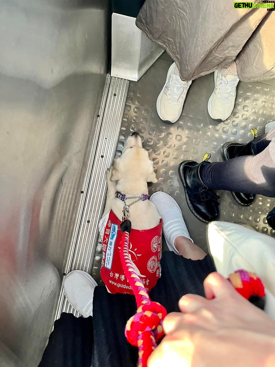 Gladys Lee Instagram - Ula上學🎒 工作犬從小接受各式訓練,關鍵目標是讓導盲犬完全融入真實社會,大眾交通工具就是重要練習場域,穿上辨識度極高的 #導盲犬訓練中 #紅背心,出發! 唉,媽媽我第一次牽著狗狗搭捷運,手忙腳亂忙著鼓勵寶寶勇敢搭手扶梯,還得注意腳趾或尾巴別被夾到,幸好台北捷運好友善,進出站的時候,幾乎每一位站務員都特別走出來點頭示意問好+注目禮(有刷卡上班的感覺?!)乘客素質好高,除了 #不餵食 #不干擾 #不拒絕 之外,發現狗狗尾巴露出來,還默默幫忙Ula收尾巴,避免被其他乘客踩到,帶孩子的家長看到,還機會教育小孩不要打擾狗狗🥹 上學當天一起訓練的是Ula同胎姐妹Unique,兩個月沒見的寶寶在一起很歡樂,但上課完全不能互相干擾,真的是紀律從小養成🦮 #導盲犬寄養家庭 #故事分享 #拉布拉多幼犬 #工作犬 #導盲犬 #下課回家睡翻天