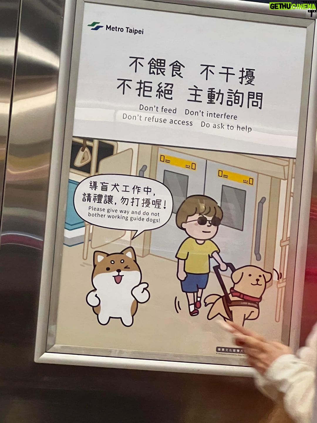 Gladys Lee Instagram - Ula上學🎒 工作犬從小接受各式訓練,關鍵目標是讓導盲犬完全融入真實社會,大眾交通工具就是重要練習場域,穿上辨識度極高的 #導盲犬訓練中 #紅背心,出發! 唉,媽媽我第一次牽著狗狗搭捷運,手忙腳亂忙著鼓勵寶寶勇敢搭手扶梯,還得注意腳趾或尾巴別被夾到,幸好台北捷運好友善,進出站的時候,幾乎每一位站務員都特別走出來點頭示意問好+注目禮(有刷卡上班的感覺?!)乘客素質好高,除了 #不餵食 #不干擾 #不拒絕 之外,發現狗狗尾巴露出來,還默默幫忙Ula收尾巴,避免被其他乘客踩到,帶孩子的家長看到,還機會教育小孩不要打擾狗狗🥹 上學當天一起訓練的是Ula同胎姐妹Unique,兩個月沒見的寶寶在一起很歡樂,但上課完全不能互相干擾,真的是紀律從小養成🦮 #導盲犬寄養家庭 #故事分享 #拉布拉多幼犬 #工作犬 #導盲犬 #下課回家睡翻天
