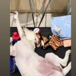 Gladys Lee Instagram - Attention pawlease!!! SuperUla here is it👆👆👆