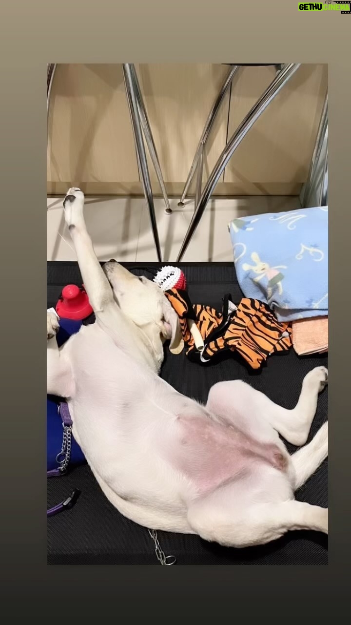 Gladys Lee Instagram - Attention pawlease!!! SuperUla here is it👆👆👆