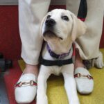Gladys Lee Instagram - Ula上學🎒 工作犬從小接受各式訓練，關鍵目標是讓導盲犬完全融入真實社會，大眾交通工具就是重要練習場域，穿上辨識度極高的 #導盲犬訓練中 #紅背心，出發！ 唉，媽媽我第一次牽著狗狗搭捷運，手忙腳亂忙著鼓勵寶寶勇敢搭手扶梯，還得注意腳趾或尾巴別被夾到，幸好台北捷運好友善，進出站的時候，幾乎每一位站務員都特別走出來點頭示意問好+注目禮（有刷卡上班的感覺？！）乘客素質好高，除了 #不餵食 #不干擾 #不拒絕 之外，發現狗狗尾巴露出來，還默默幫忙Ula收尾巴，避免被其他乘客踩到，帶孩子的家長看到，還機會教育小孩不要打擾狗狗🥹 上學當天一起訓練的是Ula同胎姐妹Unique，兩個月沒見的寶寶在一起很歡樂，但上課完全不能互相干擾，真的是紀律從小養成🦮 #導盲犬寄養家庭 #故事分享 #拉布拉多幼犬 #工作犬 #導盲犬 #下課回家睡翻天