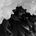Goro Inagaki Instagram – 芍薬 6.6