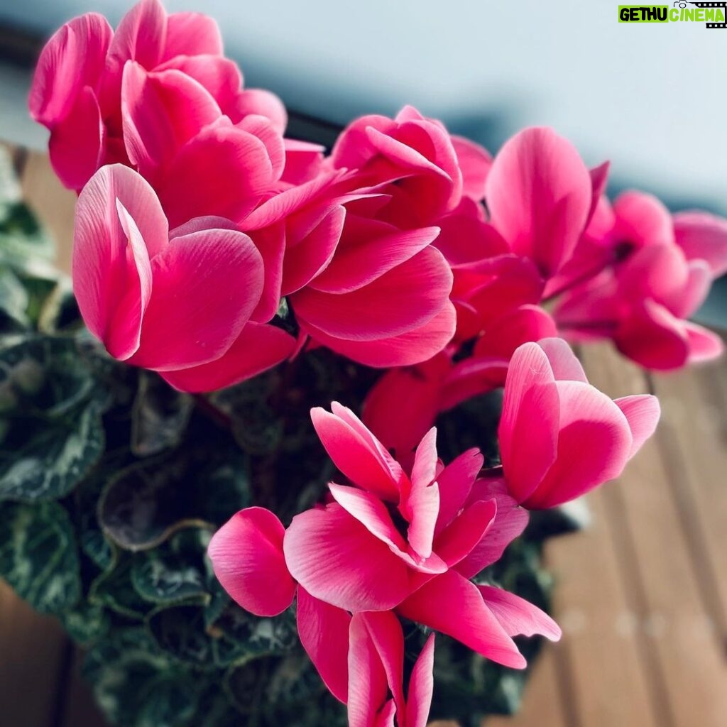 Goro Inagaki Instagram - 下向きに花をつけるいつだって控えめな君。 #シクラメン