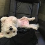 Grant Gustin Instagram – Can’t believe I’m writing this, but earlier this week we said goodbye to my best bud, Jett. Anyone that’s ever met Jett knew how special he was to me and what a special dog he was in general. There’s nothing I could write in a caption that could encapsulate the love I have for Jett, how much I’ll miss him, or the amazing run we had together. Jett and I found each other when he was 5 and I was 21, and he made it to almost 18 years old. He was one of my only constants during those (nearly)13 years. Leave some love for Jett if you knew him, and if you didn’t, just enjoy this very small collection of some of my favorite pictures of him. ♥️