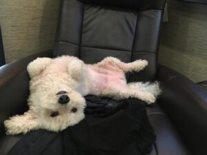Grant Gustin Instagram - Can’t believe I’m writing this, but earlier this week we said goodbye to my best bud, Jett. Anyone that’s ever met Jett knew how special he was to me and what a special dog he was in general. There’s nothing I could write in a caption that could encapsulate the love I have for Jett, how much I’ll miss him, or the amazing run we had together. Jett and I found each other when he was 5 and I was 21, and he made it to almost 18 years old. He was one of my only constants during those (nearly)13 years. Leave some love for Jett if you knew him, and if you didn’t, just enjoy this very small collection of some of my favorite pictures of him. ♥️