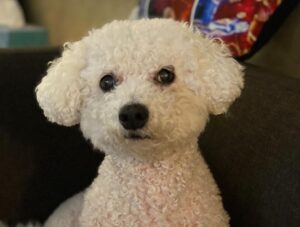 Grant Gustin Instagram - Can’t believe I’m writing this, but earlier this week we said goodbye to my best bud, Jett. Anyone that’s ever met Jett knew how special he was to me and what a special dog he was in general. There’s nothing I could write in a caption that could encapsulate the love I have for Jett, how much I’ll miss him, or the amazing run we had together. Jett and I found each other when he was 5 and I was 21, and he made it to almost 18 years old. He was one of my only constants during those (nearly)13 years. Leave some love for Jett if you knew him, and if you didn’t, just enjoy this very small collection of some of my favorite pictures of him. ♥️