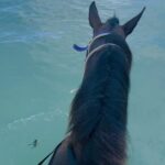 Greg Sestero Instagram - Caribbean 🏴‍☠️ 🐎 🌙 @theshoreclubtc #turksandcaicos Turks and Caicos Islands