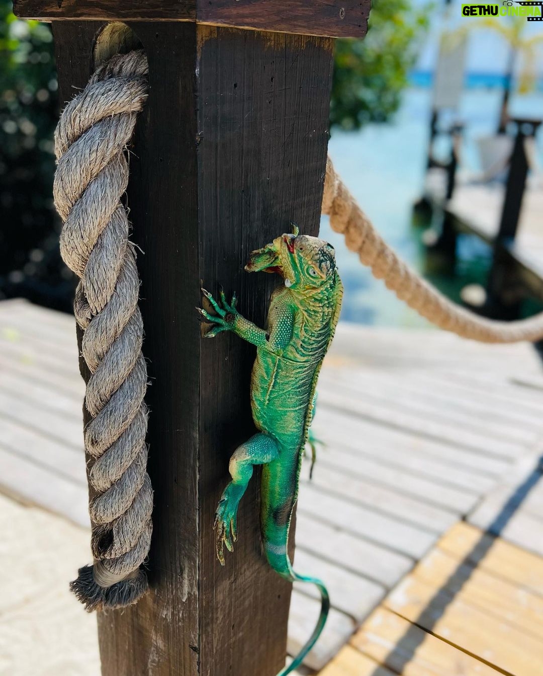 Greg Sestero Instagram - We’ll get there faster if we take it slow #ARUBA @ritzcarltonaruba #carribean #kokomo 🇦🇼