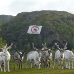 Greta Thunberg Instagram - This is Riehpovuotna/Repparfjord in the northern part of Sápmi, in Norway. The fjord is a protection area for the threatened Atlantic salmon. The Norwegian government has granted a permission to pump 2 million tons of toxic mining waste into the fjord annually. This will impact the local fisheries that are essential to the Sea Sami culture and will be yet another attack on them from the norwegian state. The mining company Nussir ASA has planned a mine in the mountain in the middle of reindeer guottetbáiki (where the calves are born), which therefore is crucial for the reindeer. There is currently an activist camp at Riehpovuotna and many people are resisting. Even though we must combat the climate crisis, this cannot be used as an excuse for so-called “green” colonialism with the same mindset that got us in this mess in the first place. #iifalnussir #reddrepparfjord #reddfjordene #savethefjords Cred: @reddrepparfjord