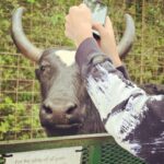 Griffin Wallace Henkel Instagram - When #yaks are curious #bayouzoo #crazyanimals #free #roaming #wildlife