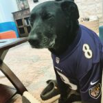 Griffin Wallace Henkel Instagram – Depressed #dogs

#happyhalloween #trickortreat #texas #coldweather #costume #scoobydoo #whereru #ravens #baltimore #football #costume #halloweencostume