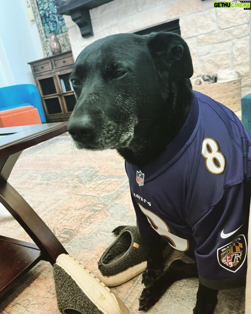 Griffin Wallace Henkel Instagram - Depressed #dogs #happyhalloween #trickortreat #texas #coldweather #costume #scoobydoo #whereru #ravens #baltimore #football #costume #halloweencostume