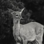 Guillaume St-Amand Instagram - Probablement les deux coupables qui ont mangé notre jardin la semaine dernière… Sainte-Adèle, Quebec