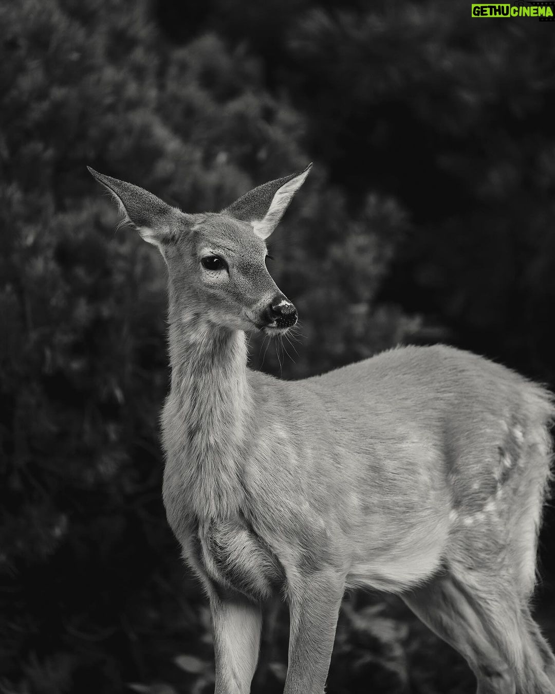 Guillaume St-Amand Instagram - Probablement les deux coupables qui ont mangé notre jardin la semaine dernière… Sainte-Adèle, Quebec