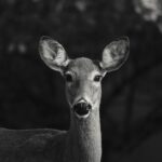Guillaume St-Amand Instagram - Probablement les deux coupables qui ont mangé notre jardin la semaine dernière… Sainte-Adèle, Quebec