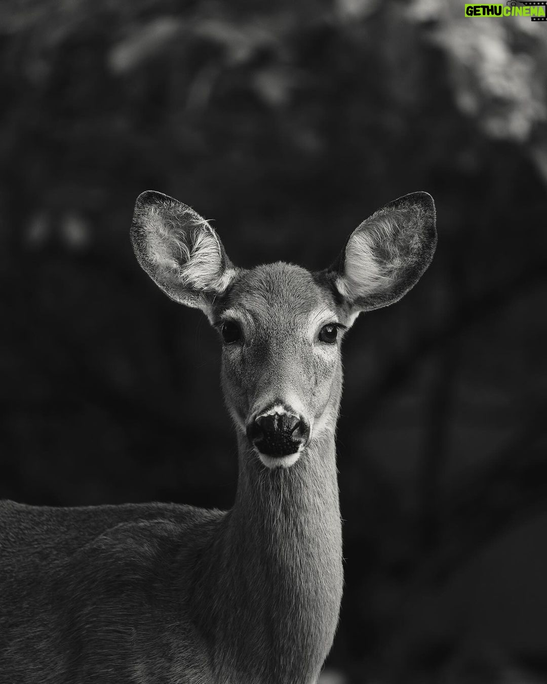 Guillaume St-Amand Instagram - Probablement les deux coupables qui ont mangé notre jardin la semaine dernière… Sainte-Adèle, Quebec