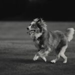 Guillaume St-Amand Instagram - Test shot sur Bruce avec la nouvelle Sony A7RV + 70-200 F2.8 👌🏽 Bien hâte de l’essayer dans d’autres contextes mais mon avis pour le moment : plus léger, incroyablement sharp, c’est littéralement un vent de renouveau. Bien honnêtement, j’avais perdu un peu le désir de faire de la photo pour mon plaisir personnel, mais d’avoir upgrader mon gear me redonne cette envie-là de recommencer. 💭 Sainte-Adèle, Quebec