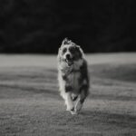 Guillaume St-Amand Instagram - Test shot sur Bruce avec la nouvelle Sony A7RV + 70-200 F2.8 👌🏽 Bien hâte de l’essayer dans d’autres contextes mais mon avis pour le moment : plus léger, incroyablement sharp, c’est littéralement un vent de renouveau. Bien honnêtement, j’avais perdu un peu le désir de faire de la photo pour mon plaisir personnel, mais d’avoir upgrader mon gear me redonne cette envie-là de recommencer. 💭 Sainte-Adèle, Quebec