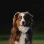 Guillaume St-Amand Instagram - Test shot sur Bruce avec la nouvelle Sony A7RV + 70-200 F2.8 👌🏽 Bien hâte de l’essayer dans d’autres contextes mais mon avis pour le moment : plus léger, incroyablement sharp, c’est littéralement un vent de renouveau. Bien honnêtement, j’avais perdu un peu le désir de faire de la photo pour mon plaisir personnel, mais d’avoir upgrader mon gear me redonne cette envie-là de recommencer. 💭 Sainte-Adèle, Quebec