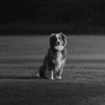 Guillaume St-Amand Instagram - Test shot sur Bruce avec la nouvelle Sony A7RV + 70-200 F2.8 👌🏽 Bien hâte de l’essayer dans d’autres contextes mais mon avis pour le moment : plus léger, incroyablement sharp, c’est littéralement un vent de renouveau. Bien honnêtement, j’avais perdu un peu le désir de faire de la photo pour mon plaisir personnel, mais d’avoir upgrader mon gear me redonne cette envie-là de recommencer. 💭 Sainte-Adèle, Quebec