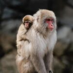 Guillaume St-Amand Instagram - Still one of my highlights this year. 🐒Je me souviens qu’avant d’arriver au Snow Monkey Bath, on se disait « j’espère en voir au moins un! » et finalement, il y en avait plus d’une centaine! Définitivement à voir une fois dans sa vie. Bon lundi à tous 🤘🏽 Japan