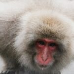 Guillaume St-Amand Instagram - Still one of my highlights this year. 🐒Je me souviens qu’avant d’arriver au Snow Monkey Bath, on se disait « j’espère en voir au moins un! » et finalement, il y en avait plus d’une centaine! Définitivement à voir une fois dans sa vie. Bon lundi à tous 🤘🏽 Japan