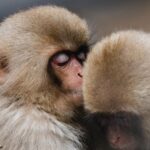 Guillaume St-Amand Instagram - Still one of my highlights this year. 🐒Je me souviens qu’avant d’arriver au Snow Monkey Bath, on se disait « j’espère en voir au moins un! » et finalement, il y en avait plus d’une centaine! Définitivement à voir une fois dans sa vie. Bon lundi à tous 🤘🏽 Japan