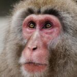 Guillaume St-Amand Instagram - Still one of my highlights this year. 🐒Je me souviens qu’avant d’arriver au Snow Monkey Bath, on se disait « j’espère en voir au moins un! » et finalement, il y en avait plus d’une centaine! Définitivement à voir une fois dans sa vie. Bon lundi à tous 🤘🏽 Japan