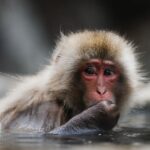 Guillaume St-Amand Instagram - Still one of my highlights this year. 🐒Je me souviens qu’avant d’arriver au Snow Monkey Bath, on se disait « j’espère en voir au moins un! » et finalement, il y en avait plus d’une centaine! Définitivement à voir une fois dans sa vie. Bon lundi à tous 🤘🏽 Japan