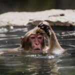 Guillaume St-Amand Instagram - Still one of my highlights this year. 🐒Je me souviens qu’avant d’arriver au Snow Monkey Bath, on se disait « j’espère en voir au moins un! » et finalement, il y en avait plus d’une centaine! Définitivement à voir une fois dans sa vie. Bon lundi à tous 🤘🏽 Japan
