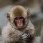 Guillaume St-Amand Instagram - Still one of my highlights this year. 🐒Je me souviens qu’avant d’arriver au Snow Monkey Bath, on se disait « j’espère en voir au moins un! » et finalement, il y en avait plus d’une centaine! Définitivement à voir une fois dans sa vie. Bon lundi à tous 🤘🏽 Japan