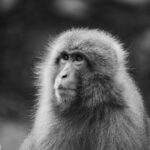 Guillaume St-Amand Instagram - Still one of my highlights this year. 🐒Je me souviens qu’avant d’arriver au Snow Monkey Bath, on se disait « j’espère en voir au moins un! » et finalement, il y en avait plus d’une centaine! Définitivement à voir une fois dans sa vie. Bon lundi à tous 🤘🏽 Japan
