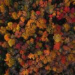 Guillaume St-Amand Instagram - Look at this beautiful artwork of Mother Nature… Take time to take it in. The music, the colors of the trees… It’s amazing. Life is wonderful. . . . #fallfoliage #fall #quebec #explorecanada #canada #djiglobal #natgeoyourshot #natgeo #planetearth