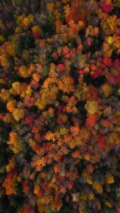 Guillaume St-Amand Instagram - Look at this beautiful artwork of Mother Nature… Take time to take it in. The music, the colors of the trees… It’s amazing. Life is wonderful. . . . #fallfoliage #fall #quebec #explorecanada #canada #djiglobal #natgeoyourshot #natgeo #planetearth