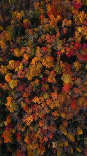 Guillaume St-Amand Instagram - Look at this beautiful artwork of Mother Nature… Take time to take it in. The music, the colors of the trees… It’s amazing. Life is wonderful. 
.
.
.
#fallfoliage #fall #quebec #explorecanada #canada #djiglobal #natgeoyourshot #natgeo #planetearth