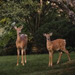 Guillaume St-Amand Instagram - Probablement les deux coupables qui ont mangé notre jardin la semaine dernière… Sainte-Adèle, Quebec