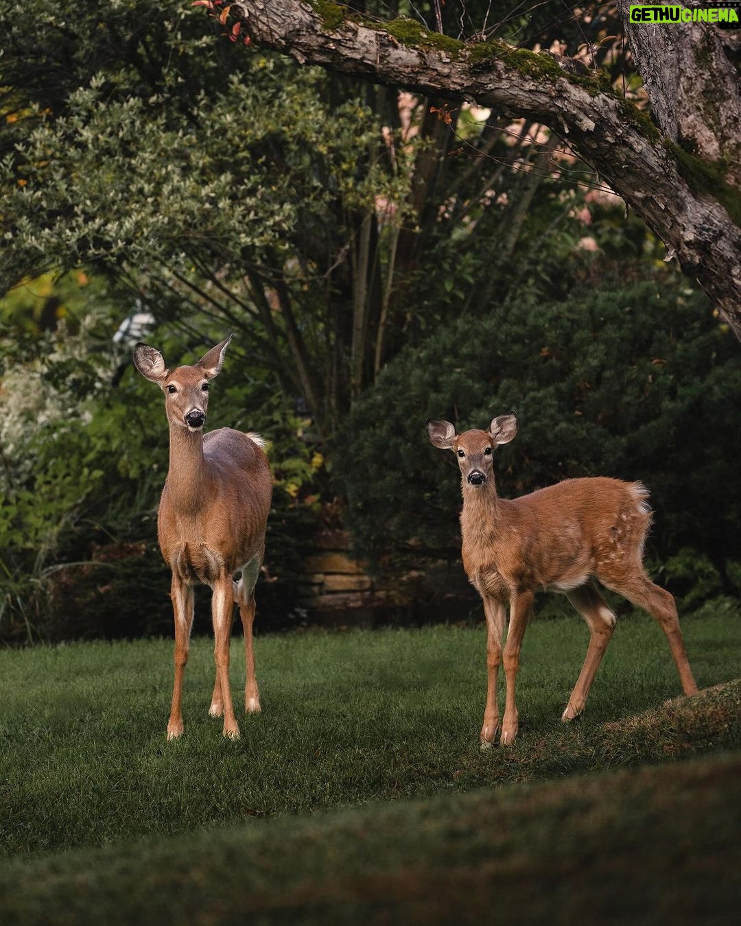 Guillaume St-Amand Instagram - Probablement les deux coupables qui ont mangé notre jardin la semaine dernière… Sainte-Adèle, Quebec