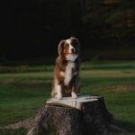 Guillaume St-Amand Instagram - Test shot sur Bruce avec la nouvelle Sony A7RV + 70-200 F2.8 👌🏽 Bien hâte de l’essayer dans d’autres contextes mais mon avis pour le moment : plus léger, incroyablement sharp, c’est littéralement un vent de renouveau. Bien honnêtement, j’avais perdu un peu le désir de faire de la photo pour mon plaisir personnel, mais d’avoir upgrader mon gear me redonne cette envie-là de recommencer. 💭 Sainte-Adèle, Quebec