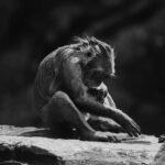 Guillaume St-Amand Instagram - Still one of my highlights this year. 🐒Je me souviens qu’avant d’arriver au Snow Monkey Bath, on se disait « j’espère en voir au moins un! » et finalement, il y en avait plus d’une centaine! Définitivement à voir une fois dans sa vie. Bon lundi à tous 🤘🏽 Japan
