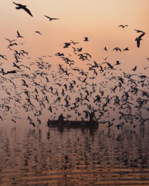 Guillaume St-Amand Instagram - The perfect sunrise spot if you stay at least one day in Delhi. Hundreds of Siberian Seagulls flying around over the small boats that you can rent for a few rupees.