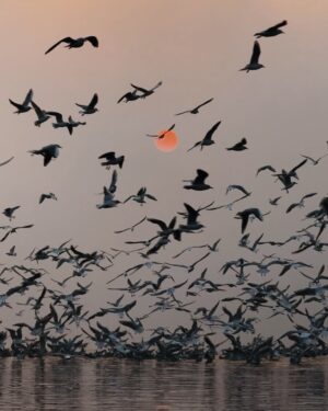 Guillaume St-Amand Instagram - The perfect sunrise spot if you stay at least one day in Delhi. Hundreds of Siberian Seagulls flying around over the small boats that you can rent for a few rupees.
