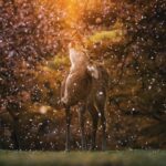 Guillaume St-Amand Instagram - Hope I’ll get the chance to see more cute animals in 2024 🤞🏽 (the last one is my favorite)