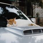 Guillaume St-Amand Instagram – Hope I’ll get the chance to see more cute animals in 2024 🤞🏽 (the last one is my favorite)