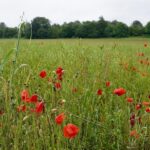 Guy Martin Instagram - If ye break faith with us who die We shall not sleep, though poppies grow In Flanders fields.