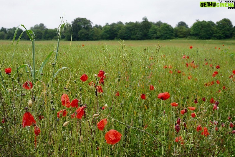 Guy Martin Instagram - If ye break faith with us who die We shall not sleep, though poppies grow In Flanders fields.